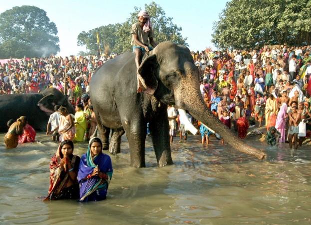 Sonepur Cattle Fair or Malegaon Mela is the largest cattle fair in Ais Asia's largest cattle fair