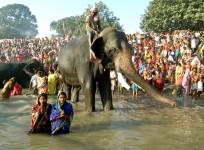 Asia's largest cattle fair