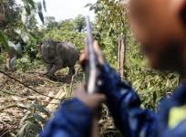 A story claiming that an African billionaire slaughtered 20 elephants for his birthday is found to have been a hoax.