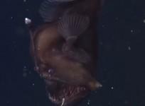 Rare sea monster black seadevil caught on film