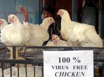 chicken, bird flu