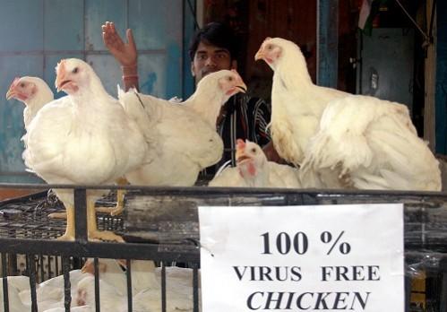 Representation image chicken, bird flu