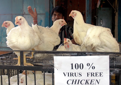chicken, bird flu