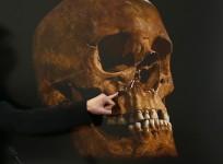 Homo erectus