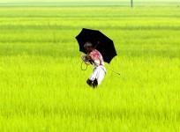 Farmer
