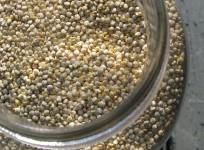 quinoa
