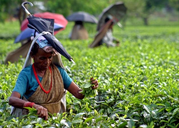 Indian tea worker