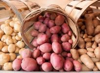 Potatoes