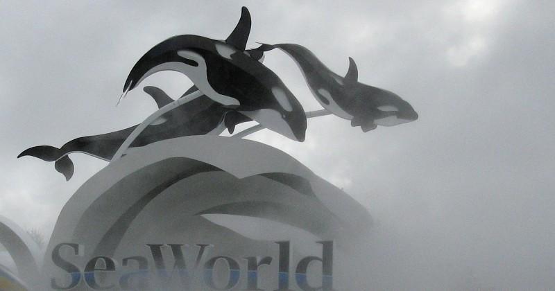 Seaworld Rising SeaWorld CEO Steps Down amid Rising Controversies and Falling Revenue ...