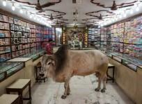 Bull in shop
