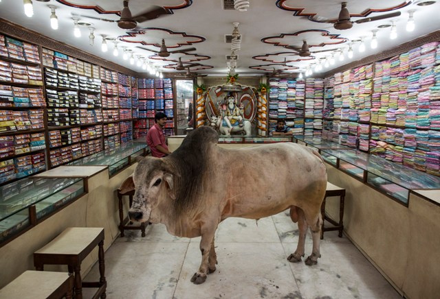 Bull in shop