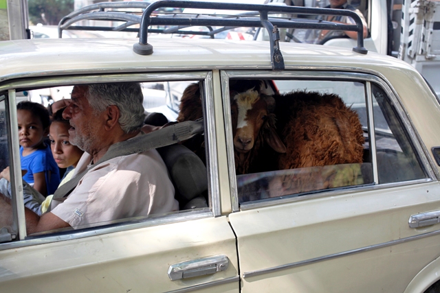 Sheep in car