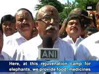 rejuvenation-camp-pampers-45-temple-elephants-in-tamil-nadu
