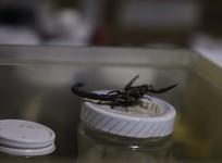 scorpion