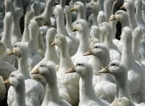 ducks, duck farming,poultry