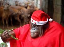 Animal Christmas