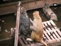 monkey-saves-electrocuted-friend-at-kanpur-railway-station