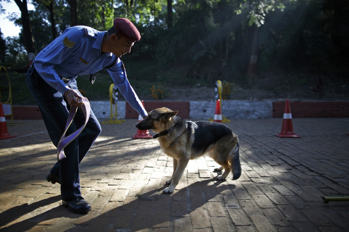 Police Dog police dog