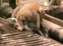 Hero Monkey rescuing his friend
