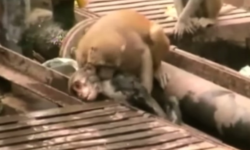 Hero Monkey rescuing his friend
