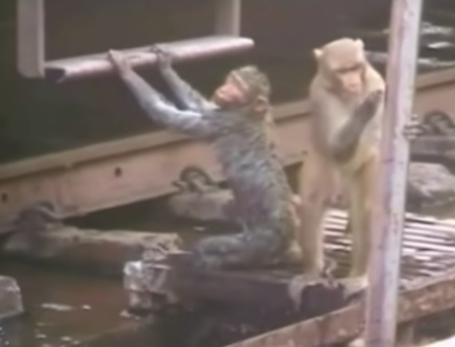 Hero Monkey rescuing his friend