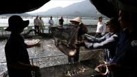 from-vietnam-with-love-local-caviar-aims-to-make-a-splash