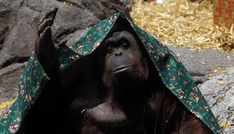 An Argentine court has ruled that a shy orangutan who spent the last 20 years in a zoo can be granted some legal rights enjoyed by humans. Orangutan Sandra Granted Human Rights
