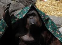 Orangutan Sandra Granted Human Rights