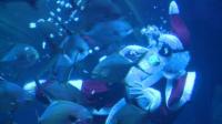 santa-claus-brings-treats-to-the-fish-at-the-paris-aquarium