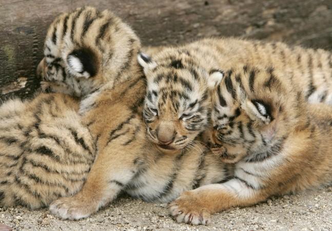 Tiger Cubs