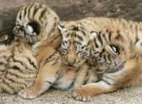 Tiger Cubs