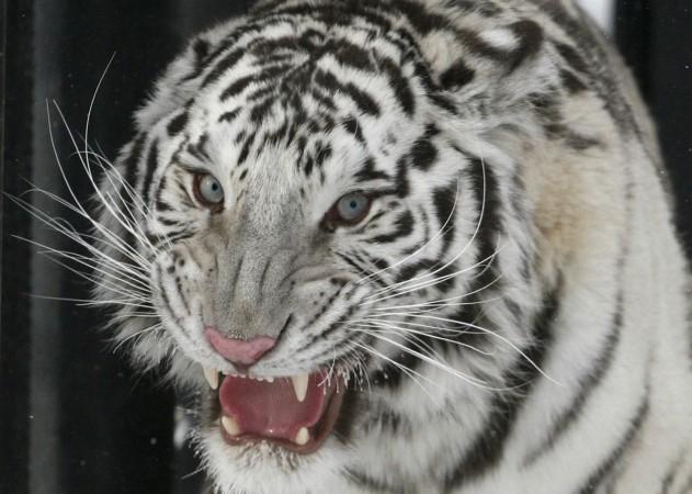 white tiger attack