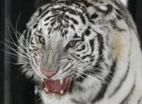 White Tiger