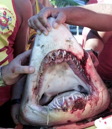 Teenager spears shark in West Australia (not pictured). Teenager spears shark in West Australia