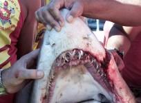 Teenager spears shark in West Australia