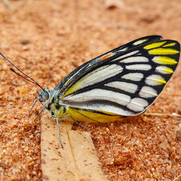 Samsung Galaxy Note 4 Feature- Camera