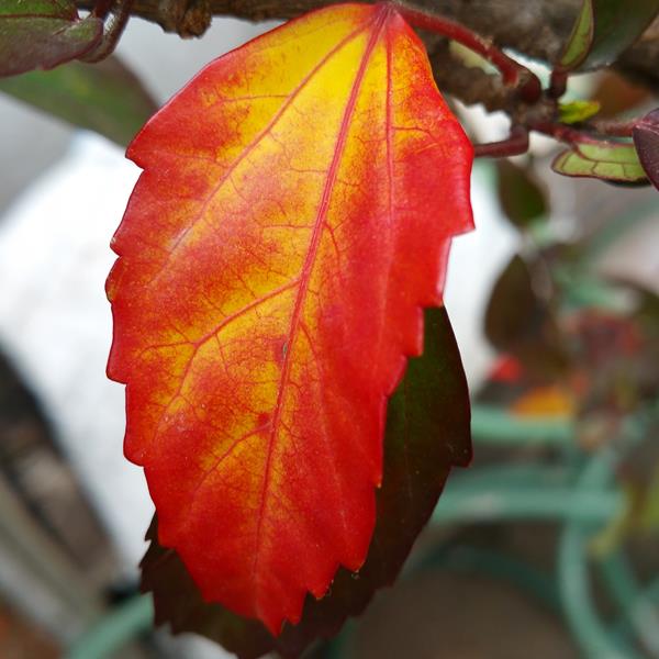 Samsung Galaxy Note 4 Feature- Camera-3