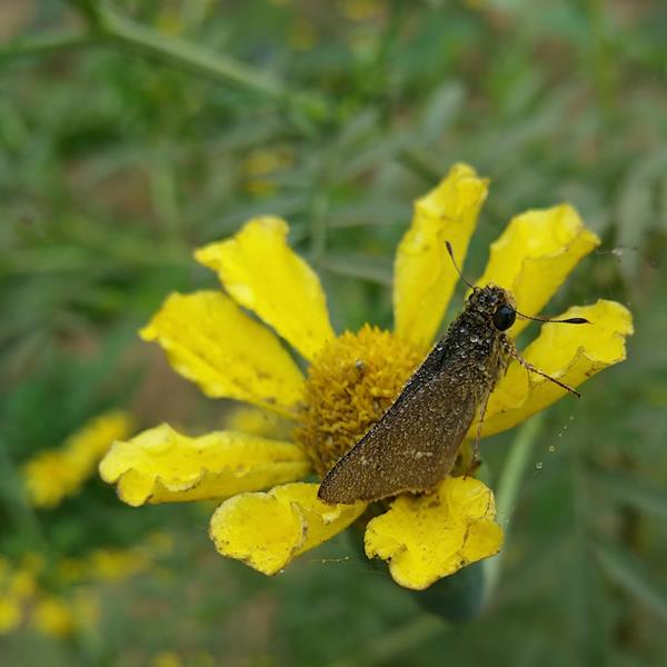 Samsung Galaxy Note 4 Feature- Camera-4