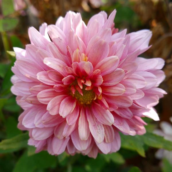 Samsung Galaxy Note 4 Feature- Camera-6