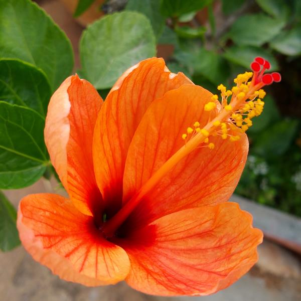 Samsung Galaxy Note 4 Feature- Camera-7