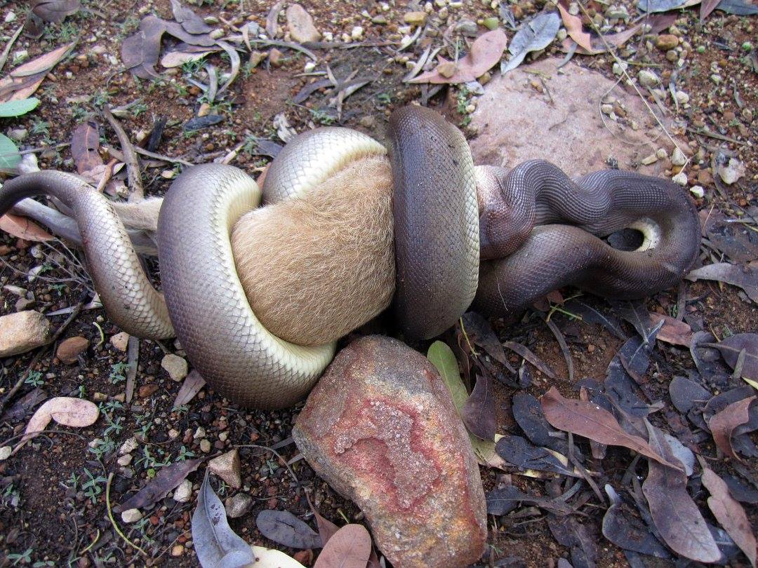Ranger at Nitmiluk National Park takes photos of python devouring wallaby