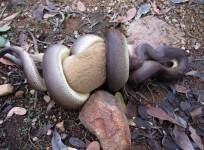 Ranger at Nitmiluk National Park takes photos of python devouring wallaby