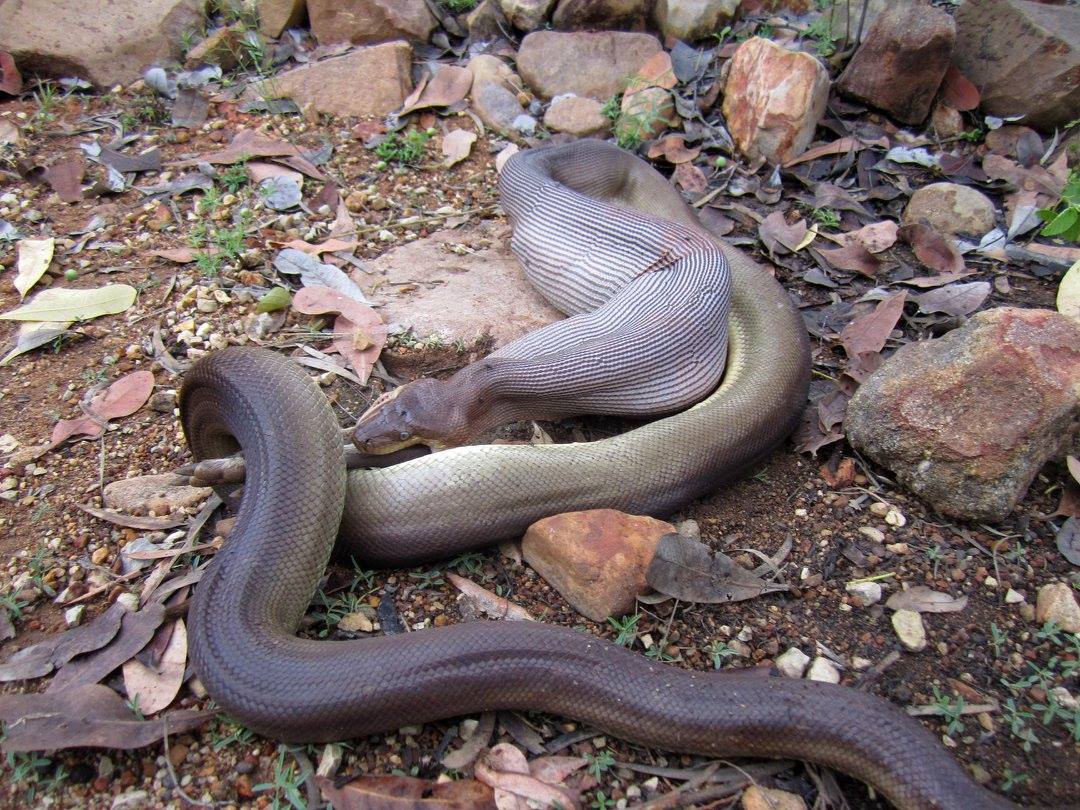 Ranger at Nitmiluk National Park takes photos of python devouring wallaby