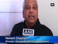 hundreds-of-chickens-found-dead-in-shimla-trigger-panic-of-bird-flu