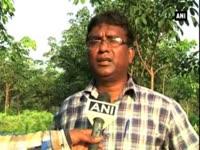 security-forces-destroy-illegal-marijuana-cultivation-in-tripura