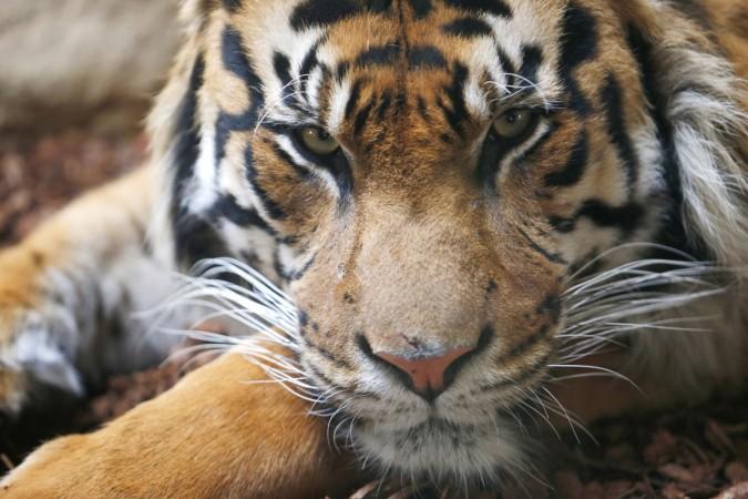 China Jails Wealthy Businessman For Killing Tigers And Eating Their Penises Ibtimes India