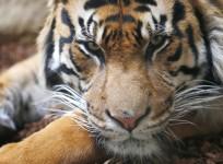 Tiger population on the rise in India.