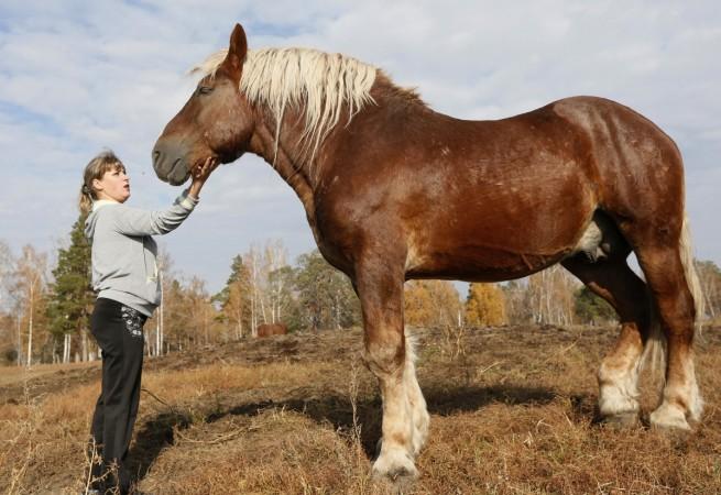 Horse