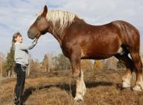 Horse