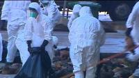 hong-kong-culls-15000-chickens-after-bird-flu-alert